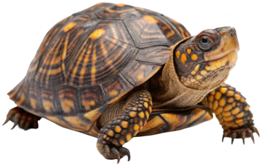 Beautifully patterned eastern box turtle with a textured, scaly shell and wrinkled skin, cautiously extends its head and legs forward in a natural pose,, isolated on transparent background.