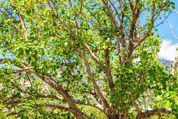 Fototapeta premium Karkinagri, Greece village mountains and pear tree in garden house home in longevity blue zone of Ikaria Greek island summer with hanging ripe fruit