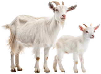 Two charming, fluffy white goats with curved horns and expressive brown eyes, depicted in a realistic style, stand side-by-side in a gentle pose, bathed in soft,, isolated on transparent background.