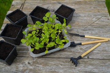 Gardener preparing seedling tray and small black pots with seedlings of asters on a wooden table, top view
