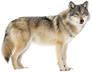 Majestic, powerfully built gray wolf with thick, textured fur and piercing amber eyes stands in a confident, alert pose, digitally composited against a chaotic,, isolated on transparent background.
