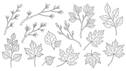 Hand-drawn leaves and branches in minimalist style with simple line art in black and white for botanical illustration