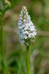 Fototapeta premium Close up of a heath spotted orchid (dactylorhiza maculata) flower in bloom