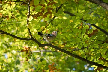 Eurasian jay