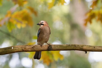 Eurasian jay