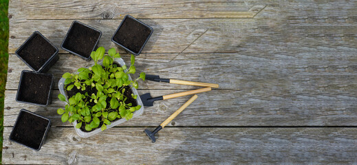 Gardener preparing seedling tray and small black pots with seedlings of asters on a wooden table, top view. Copy space.