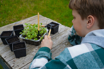 The farmer pots the asters, watering them lightly immediately after to reduce transplant shock.