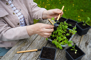 With practiced hands, the farmer places the delicate aster starts into their individual clay pots.