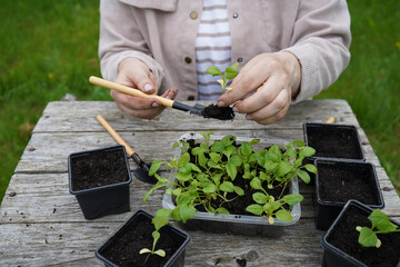 One by one, the aster seedlings are nestled into pots by the farmer on a sunny workbench.