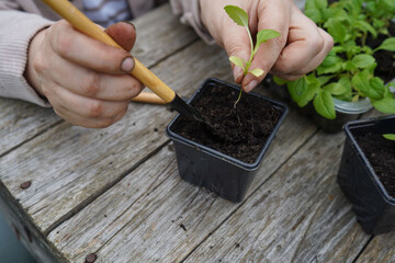 Using a small trowel, the farmer moves each aster from the tray to its own biodegradable pot.