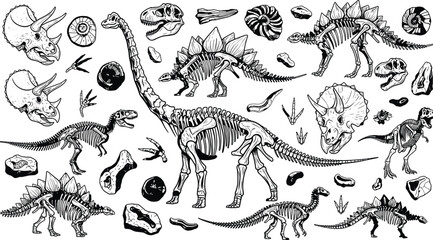 dinosaur, skeleton, illustration, fossil, set, prehistoric, bones, skull, jurassic, paleoart, extinct, reptiles, archaeology, science, anatomy, engraving, handdrawn, vintage, collection, black © Jisan World