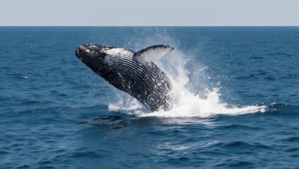 Fototapeta premium Humpback Whale Breaching Majestic Ocean Display.