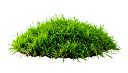 A vibrant patch of green grass against a black background. Close-up on the blades