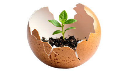 Young plant sprouting from cracked eggshell, symbolizing new life and growth