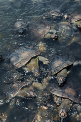 Tartaruga Tracaj&aacute; no Rio Arapiuns, Santar&eacute;m - Par&aacute;