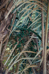 Tucum&atilde; - Comunidade de Corocas, Santar&eacute;m - Par&aacute;