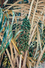 Tucum&atilde; - Comunidade de Corocas, Santar&eacute;m - Par&aacute;