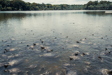 Tartaruga Tracaj&aacute; no Rio Arapiuns, Santar&eacute;m - Par&aacute;