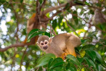 Macaco de Cheiro - Macaco da m&atilde;o amarela no Canal do Jar&iacute;, Alter do Ch&atilde;o, Santar&eacute;m - Par&aacute;