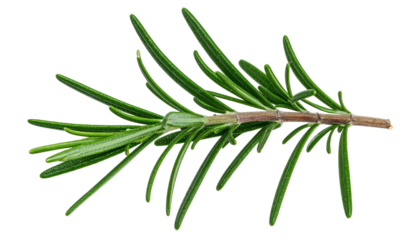 Close-up of a sprig of rosemary with small green leaves and a woody stem