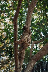 Pregui&ccedil;a Amaz&ocirc;nica no Canal do Jar&iacute;, Alter do Ch&atilde;o, Santar&eacute;m - Par&aacute;