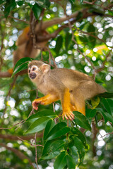 Macaco de Cheiro - Macaco da m&atilde;o amarela no Canal do Jar&iacute;, Alter do Ch&atilde;o, Santar&eacute;m - Par&aacute;
