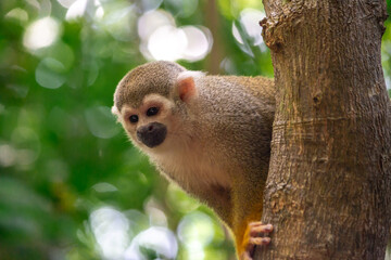 Macaco de Cheiro - Macaco da m&atilde;o amarela no Canal do Jar&iacute;, Alter do Ch&atilde;o, Santar&eacute;m - Par&aacute;