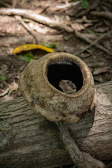Castanheira Sapucaia no Canal do Jar&iacute;, Alter do Ch&atilde;o, Santar&eacute;m - Par&aacute;