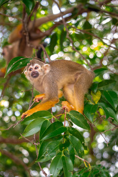 Macaco de Cheiro - Macaco da m&atilde;o amarela no Canal do Jar&iacute;, Alter do Ch&atilde;o, Santar&eacute;m - Par&aacute;
