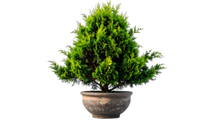 Small green conifer plant in a dark gray ceramic pot against a black background