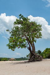 Ilha do Amor, Alter do Ch&atilde;o, Santar&eacute;m - Par&aacute;