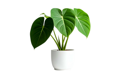 A leafy green houseplant in a white pot against a black background