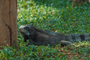 Mangal das Gar&ccedil;as, Bel&eacute;m do Par&aacute;