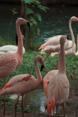 Mangal das Gar&ccedil;as, Bel&eacute;m do Par&aacute;