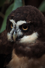 Mangal das Gar&ccedil;as, Bel&eacute;m do Par&aacute;