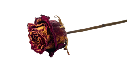 A single, dried red rose with brown stem, petals withered and curling, isolated on black