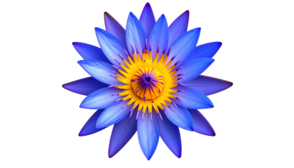 A vibrant, top-down view of a blooming water flower, with layered petals against a black backdrop