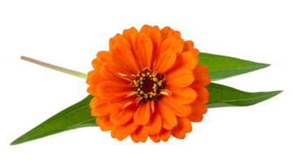 Close-up of vibrant orange flower with long green leaves, against a black background
