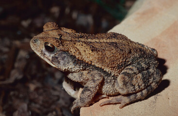 Fototapeta premium Gulf coast toad (Incilius valliceps) sitting on a decorative stone in a neighborhood in Katy, Texas. This distinctive toad can be found from Texas and Louisiana through Mexico and Central America. 