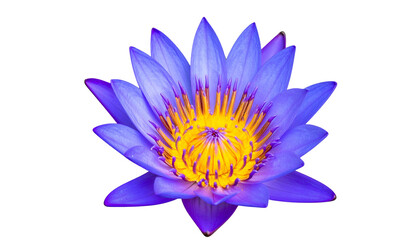 Fototapeta premium A vibrant, close-up view of a lotus flower with blue petals and a yellow center