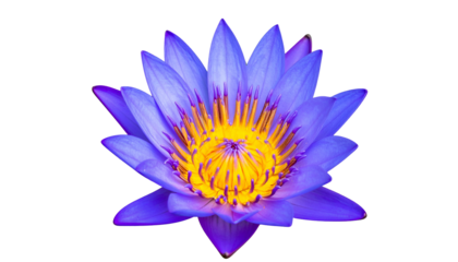 A vibrant, close-up view of a lotus flower with blue petals and a yellow center