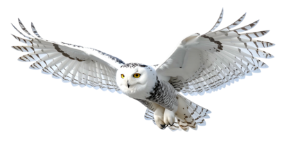 A majestic white owl, eyes focused, wings fully extended against a black backdrop, in flight