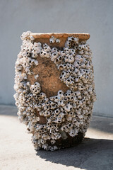 フジツボがくっ付いたタコ壺