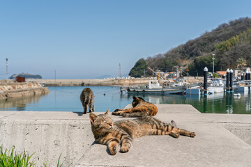 港でくつろぐ猫