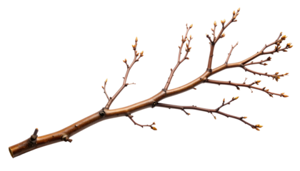 A single brown tree branch with buds against a black background