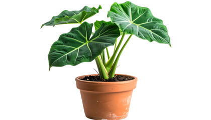 Obraz premium A potted plant with large, green leaves and a visible stem against a transparent background