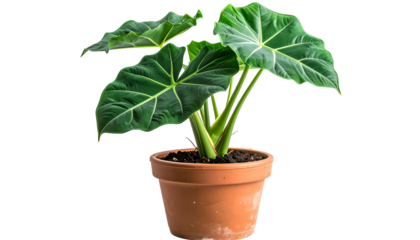 A potted plant with large, green leaves and a visible stem against a transparent background