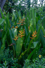 Obraz premium Orange heliconia flowers emerging from dense green foliage, ideal for tropical garden concepts, plant catalogs, and nature-focused projects.