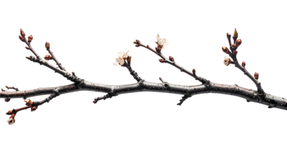 Close-up of a bare branch with delicate white blossoms and emerging buds