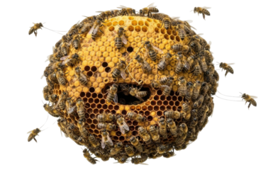 Close-up view of a spherical beehive covered in numerous bees, showcasing the honeycomb structure.